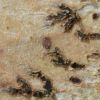 Arthonia elegans